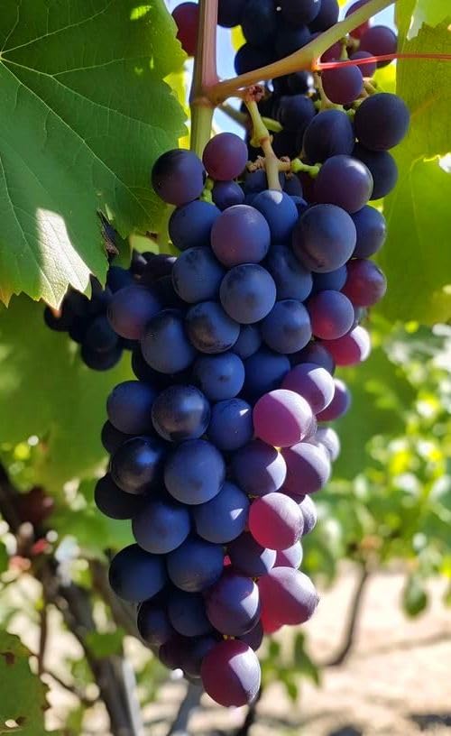 Amazon.com : Grape Seeds for Planting 100+ Pcs : Patio, Lawn