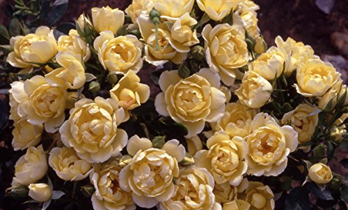 GreenBrokers Dream Patio Rose 3.5 Litre, Lemon Yellow