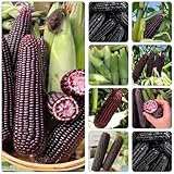 mais - pflanztöpfe rankpflanze gemüsesamen gemüsebeet kräuterpflanzen...