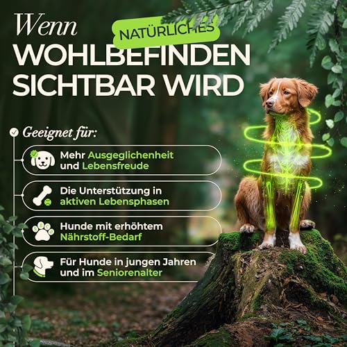 ENEMEL Gelenk Komplex Hund Tropfen 30 ml – flüssiges Nahrungsergänzungsmittel Hund mit Kollagen, Hyaluronsäure & MSM, Alternative zu Tabletten oder Kapseln, zur täglichen Fütterung, Made in Germany