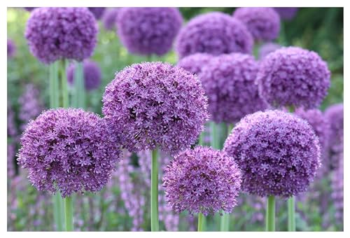 Stauden Gänge 1 x Allium 'Gladiator' im 1 Liter Topf (Staude/Stauden/Mehrjährig/Winterhart) Riesen Zierlauch - Majestätische Präsenz für jeden Garten - Bienenfreundlich - Pflegeleicht