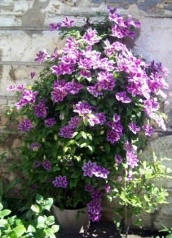 Pianta Rampicante Clematide Piilu (per Muri E Recinzioni, Pergola, Patio, Balconi E Clematis Rosa - 8