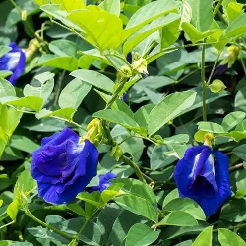 Renuka Nursery Double Petal Aparajita blue flower plant (B0D8PXM4Z5) Amazon Price History, Amazon Price Tracker