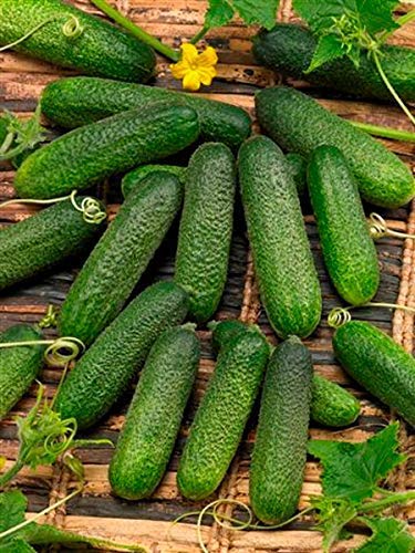 Golden Hills Farm (AVG 100-260) seeds Rare Hybrid Cucumber Gherkins, Small Pickling Cucumber Vegetable Seeds (B07ZJ1TLQJ) Amazon Price History, Amazon Price Tracker