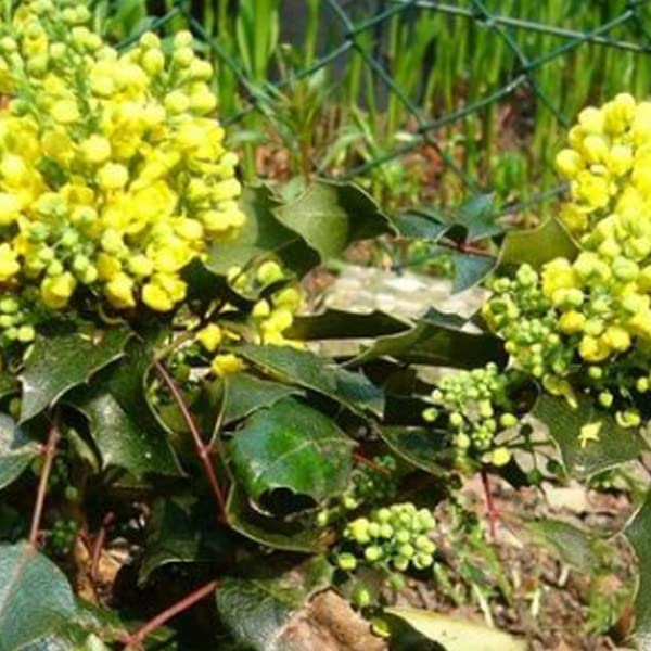 Mahonia aquifolium 'Apollo' 25–30 cm Vaso – Arbusto compatto sempreverde con fiori gialli