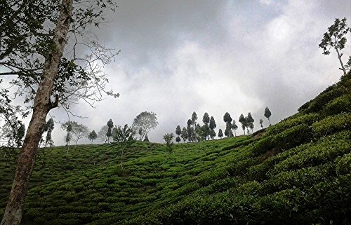 La via del te' - bastoncino di zucchero in