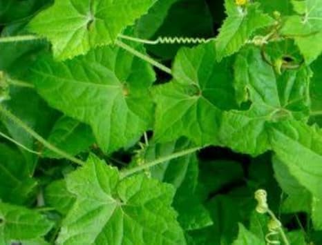 Mukia maderaspatana live plant / Musu Musukai Live Herbal Medicinal