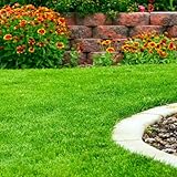 Rasensamen - ziergras bodendecker herbstpflanzen für sonnige plätze gartenarbeit geschenk balkonpflanzen gartendeko für draußen steingartenpflanzen winterhart Grassamen - rasensaat 6000Samen