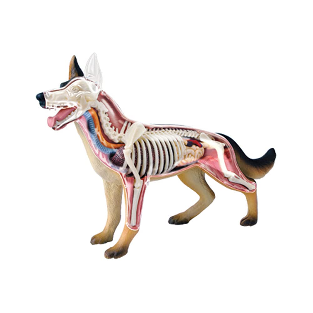 EUPEFIST 4D Vision Dog Anatomy Model, Suitable for Student Teaching Aids and Animal Researchers