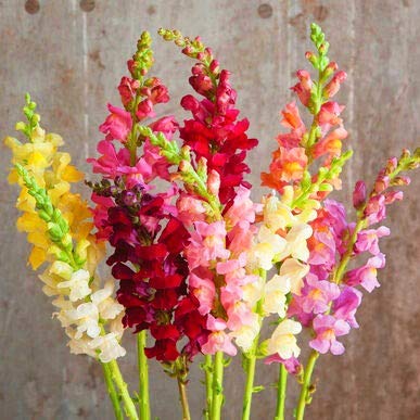See full amazon price history chart for Navya germination Antirrhinum Beautiful Flower Seeds In Different Colors F1 Hybrid Special Pack For Your Home Plant and Gardening This Seeds Prepared Like Organic Navya germination Antirrhinum Beautiful Flower Seeds In Different Colors F1 Hybrid Special Pack For Your Home Plant and Gardening This Seeds Prepared Like Organic (B081F5JJ61) Amazon Price History, Amazon Price Tracker