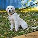 VierPfoten Schleppleine für Hunde, 5m, 10m, 15m, 20m, Robuste Hundeleine, Trainingsleine, Griffpolster, Aufbewahrungsbeutel, stabilem D-Karabiner (10m)