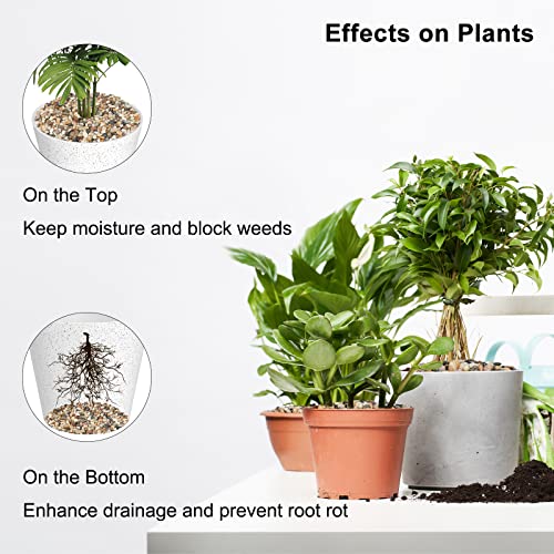 Galets pour plantes d'intérieur pour vase et plantes grasses, pierres décoratives de 1,1 kg - 5