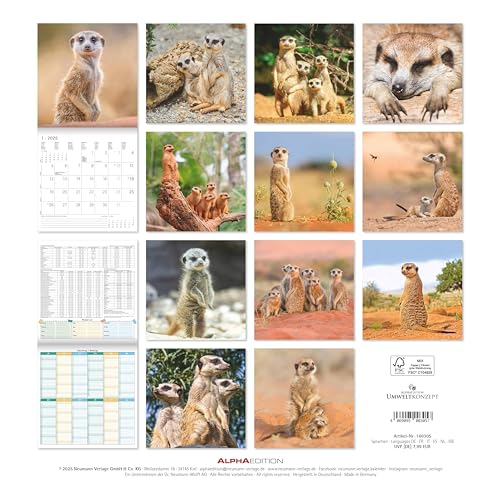 Alpha Edition - Erdmännchen Kalender 2026 – Wandkalender 30x30 cm – Für Tierfreunde & Erdmännchen-Fans – 12 bezaubernde Fotografien, viel Platz für Notizen, mit Feiertagen & Ferienterminen: Suricates