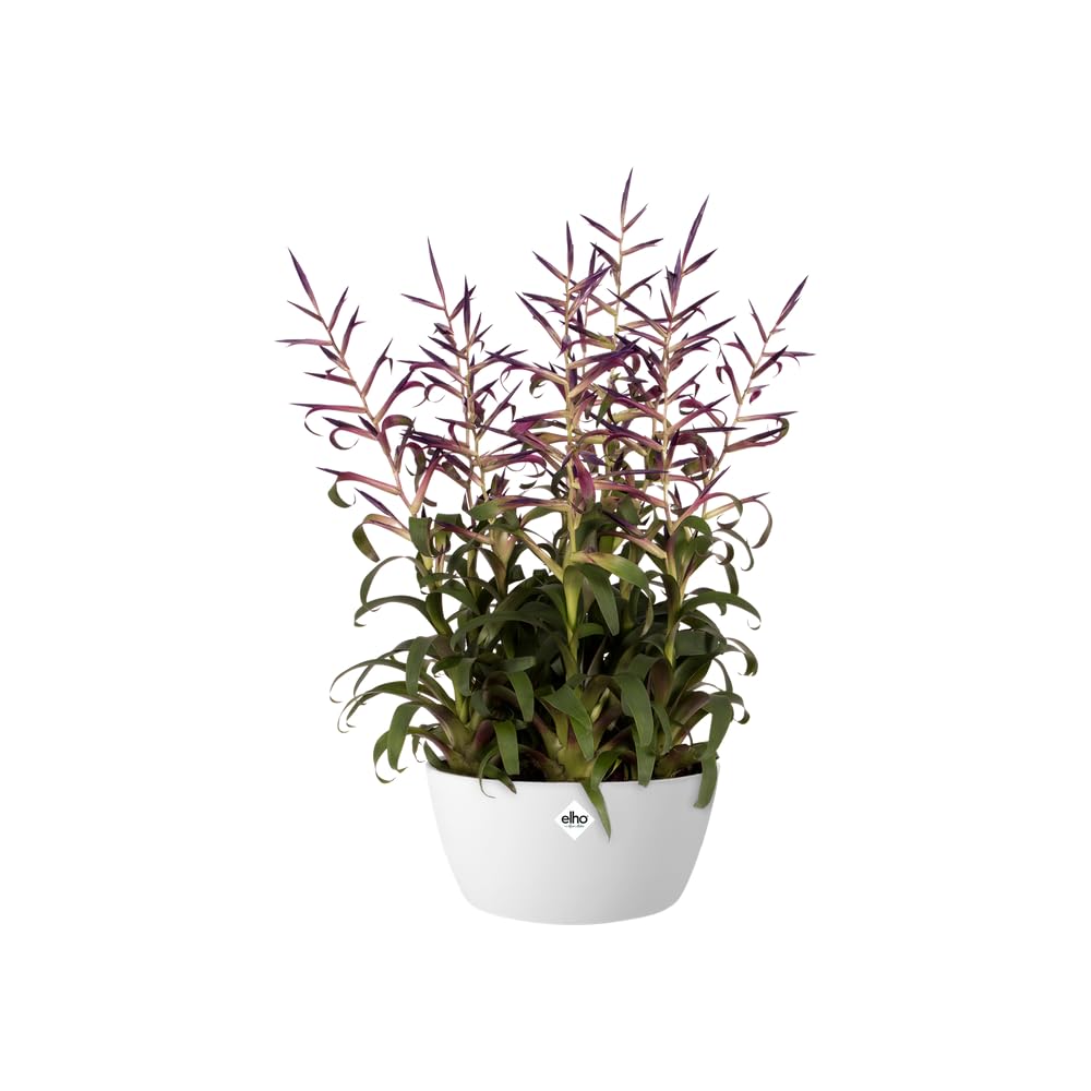 Elho Misa Bruksela, 3,5 litra, biała, 23 x 23 x 10,8 cm, 5761142315000