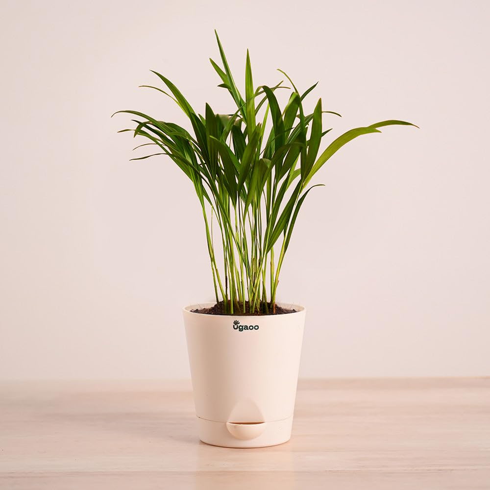 Ugaoo Areca Palm - Live Air Purifying Plant -6 Ugaoo Areca Palm - Live Air Purifying Plant -6