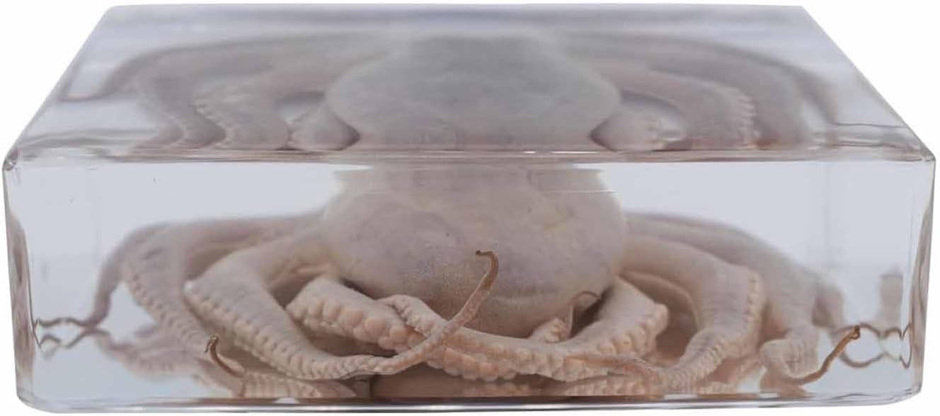 Ornamento perfetto tassidermico di polpo - Esemplari di polpo veri, esemplare animale in resina, amante dell'oceano - for l'istruzione scientifica in classe, curiosità sulla biologia, decorazioni e re