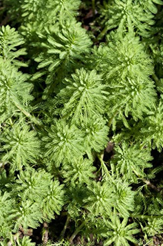 Bloomique - Lot de 2 - Myriophyllum Red Stem - Myriophylle rouge - Plantes de bassin - Plantes aquatiques - Rustique - Hauteur 10-20 cm - Pot 11 cm
