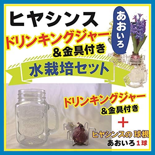 Amazon ヒヤシンス 水栽培 セット ドリンキングジャー仕様 あおいろ 青色 ブルー 水耕栽培 キット 球根 Amazon ヒヤシンス 水栽培 セット ドリンキングジャー仕様 あおいろ 青色 ブルー 水耕栽培 キット 球根