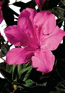 1 Gallon - Encore Azalea Autumn Sangria - Evergreen Shrub that boasts large vibrant neon pink flowers - coolthings.us