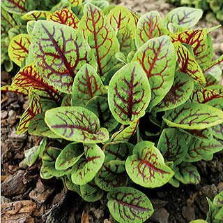 Red-Veined Sorrel Seeds - Herb Seeds & Plants #TOP30