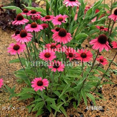 エキナセア ピンク 10株 まとめ購入希望の方どうぞ♪ エキナセア エキナセア ピンク 10株 まとめ購入希望の方どうぞ♪ エキナセア