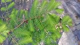 Pixies Gardens (3 Gallon) Bald Cypress Leaves Like Feathers Tall Pyramidal Shape Tree Also Called Et