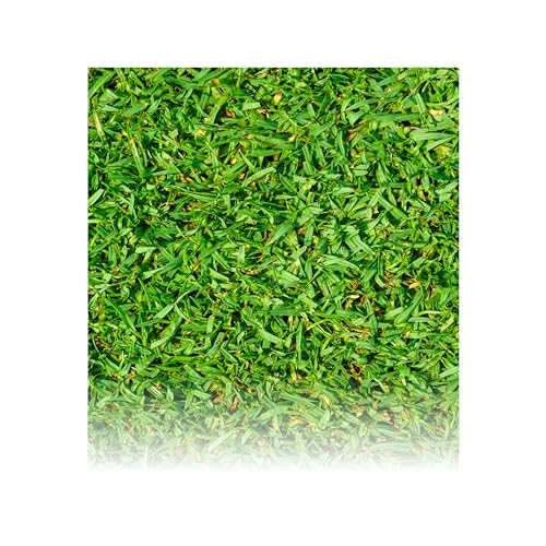 Grama Grossa- Kikuyu 250g