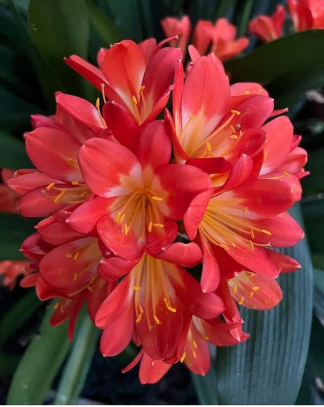 Radha Krishna Agriculture® Clivia Red flower plants bulbs for Summer season Your Home Gardening & Outdoors Pack of 1 (B0BSSB6T55) Amazon Price History, Amazon Price Tracker
