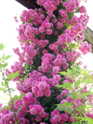 BELLE IMPORTATI ROSA rosa rampicante