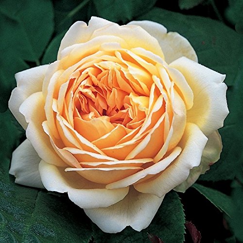 イングリッシュローズ ジュードジオブスキュア 大苗 ジュード・ジ・オブスキュア裸苗 - Jude the Obscure (Ausjo