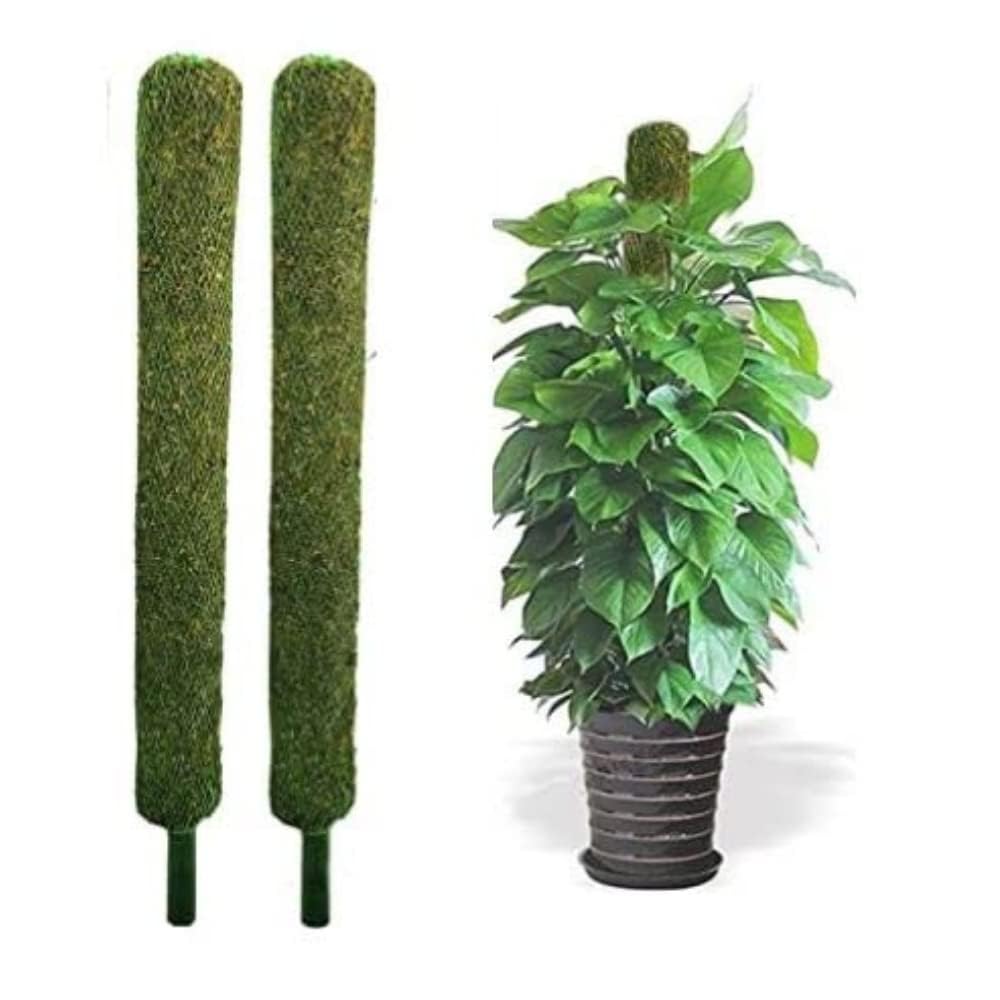 See full amazon price history chart for Plant Support Moss Stick - Green Grass Pole for Plants Support, Support Stick for Money Plant, Climbing Indoor Plants(2 ft, Set of 3) Plant Support Moss Stick - Green Grass Pole for Plants Support, Support Stick for Money Plant, Climbing Indoor Plants(2 ft, Set of 3) (B0CN9PXLM7) Amazon Price History, Amazon Price Tracker