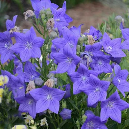 Votaniki Platycodon Grandiflorus ‘Sentimental Blue’ (Balloon Flower) #1 Size Root for Planting – Hardy Perennial with Gorgeous Blue Blooms | Long Lasting Summer Blooms for Gardens (1 Pack)