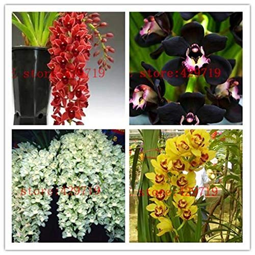GETSO Seeds Package Not Plants: 4 : 150 pcs Unique Cymbidium Flower Seeds