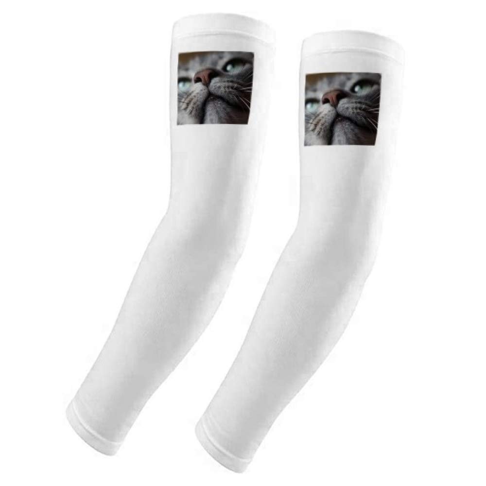 Manchons de protection UV chat contre les coups de soleil