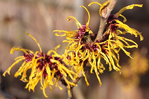 CSNCH 10 Seeds - Witch Hazel Seeds - Hamamelis Virginiana - American Witchhazel