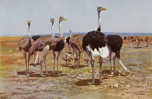 Impresión abstracta sobre lienzo de avestruz somalí para decoración del hogar