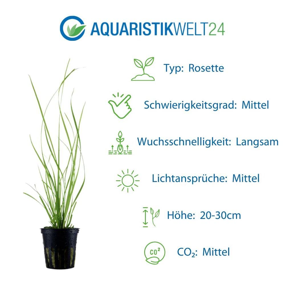 AquaOne Juego de 5 plantas acuáticas, hierba, plantas de acuario, con