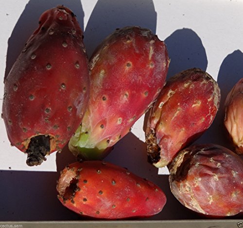 25 ROSSO Opuntia ficus indica, Semi Nopal, tonno Roja, Cactus spinoso, pera