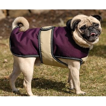 merle american bulldog for sale