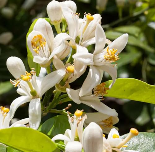 Aceite esencial de Neroli, 2 mL miniatura 4