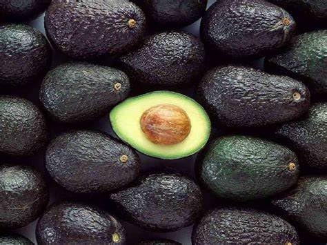 Lovecorner Hass Variety Avocado Evokaado Avakaido Persea Americana Alligator Pear Butter Fruit Veṇṇey Evokaido Phal Aveakkadea Phalam Rare Variety Live Plant 1.5-2 ft