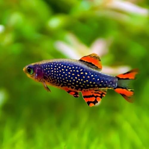 5-Pack Galaxy Rasbora Live Fish for Aquariums