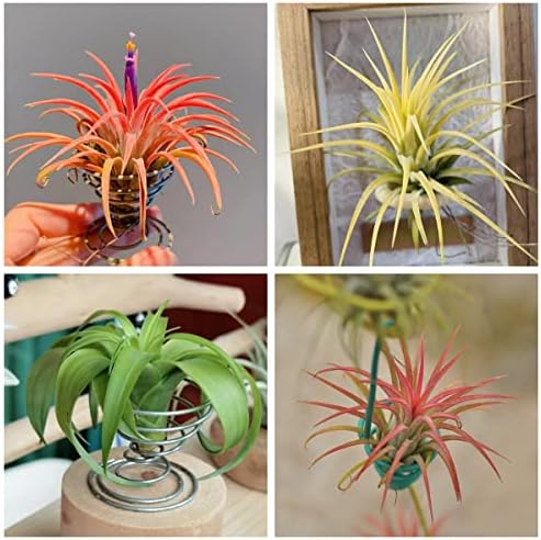 50 Tillandsien Samen - Tillandsia Cyanea Zimmerpflanzen