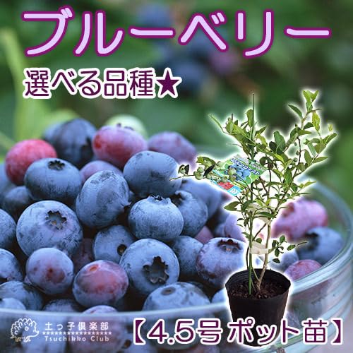 Amazon.co.jp: ブルーベリー【選べる品種】苗木（3年生）4.5号