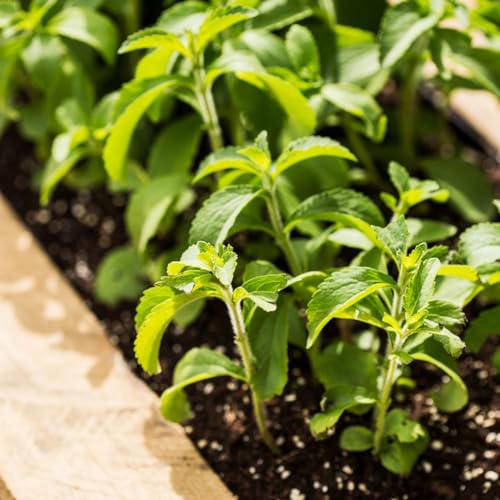 Semillas de stevia, resistentes jardín raras interior 800pcs
