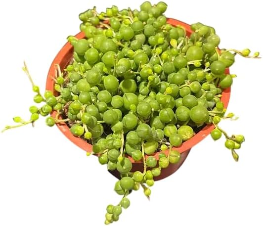 Cadena de perlas vivas para plantar, planta suculenta colgante para interiores y exteriores en maceta de 4 pulgadas