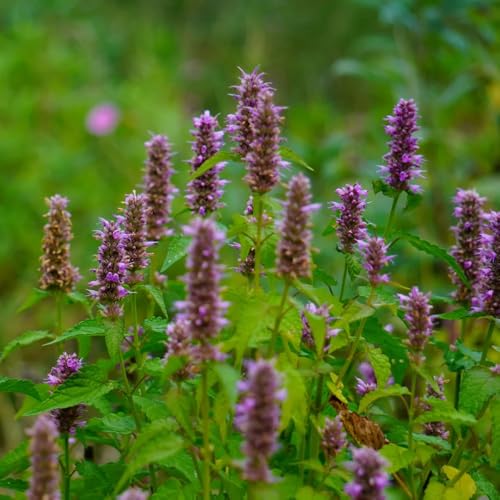 duftnessel - hochbeete für garten bio kräuterpflanzen grünpflanzen balkonblumen exotische dekopflanzen blumenwiese duftnessel - 600samen