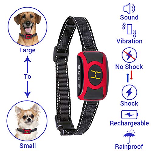Best Bark Collar for Chihuahua 2024 Subject To Review
