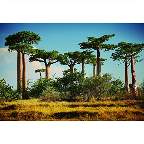 Yongfoto 3x2m paisaje natural fotografía telón de fondo enormes Baobabs fondo seco Madagascar sabana africana vacaciones viajes atracciones foto para adultos niños retrato Disparos Props