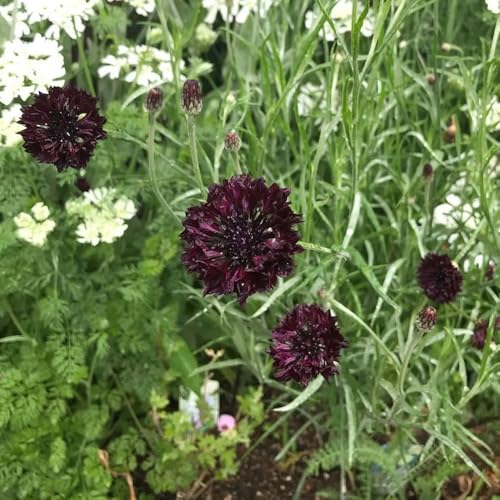 semi di fiordaliso ornamentali decorazione di fiordaliso da balcone perenni resistenti da giardino, tappezzante perenne 300pcs